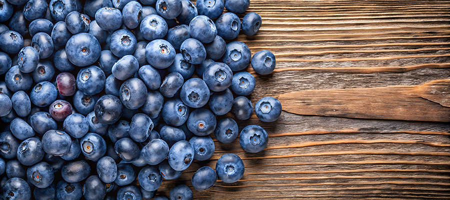 Bleuetière bio Lévis